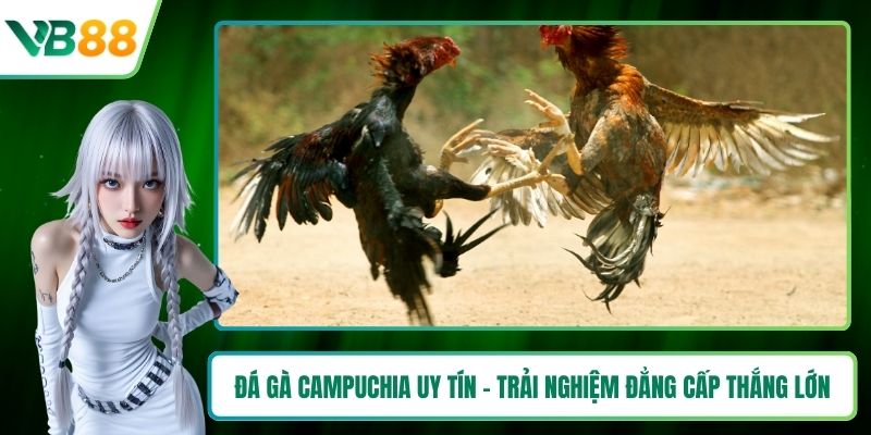 Đá gà Campuchia uy tín