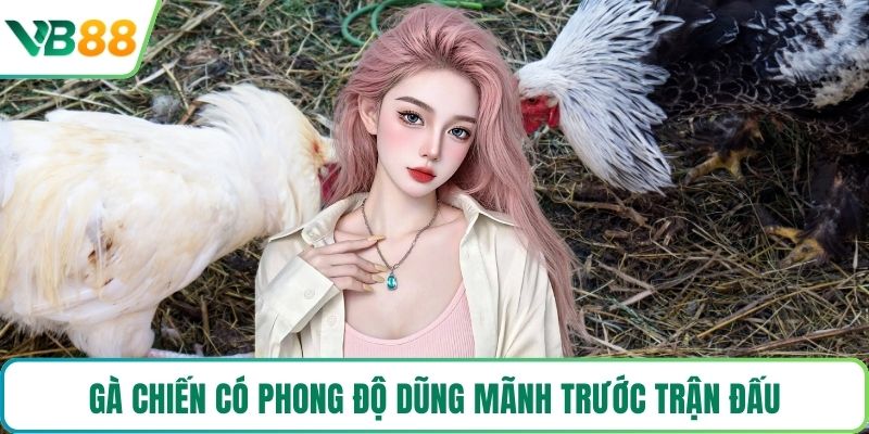 Gà chiến có phong độ dũng mãnh trước trận đấu