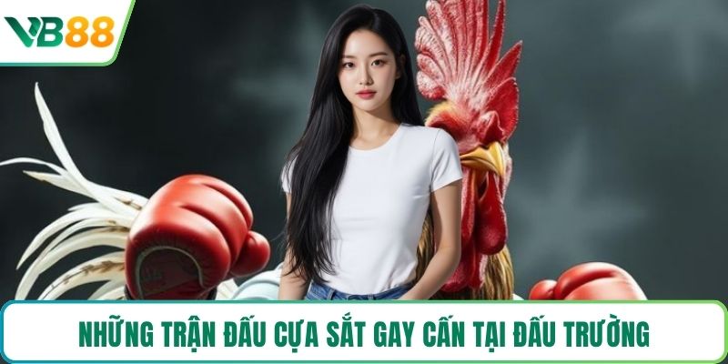 Những trận đấu cựa sắt gay cấn tại đấu trường